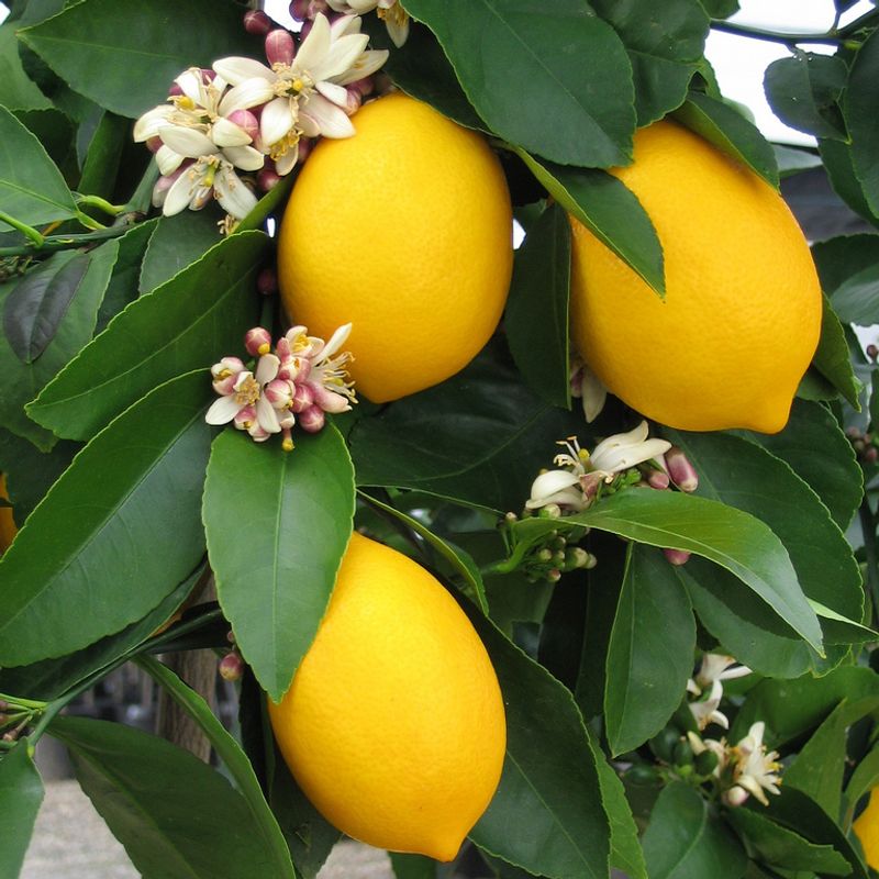 Meyer Lemon