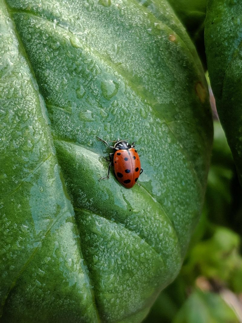Biodiversity Boosters