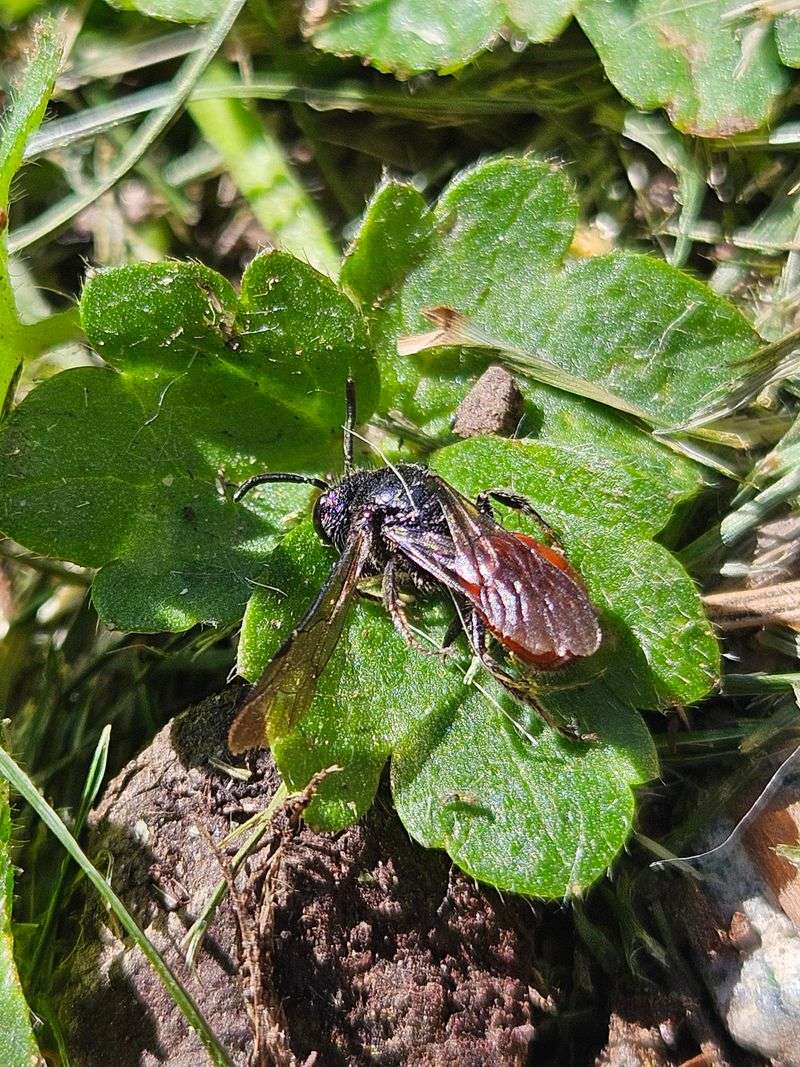 Keeps Pests Away Naturally