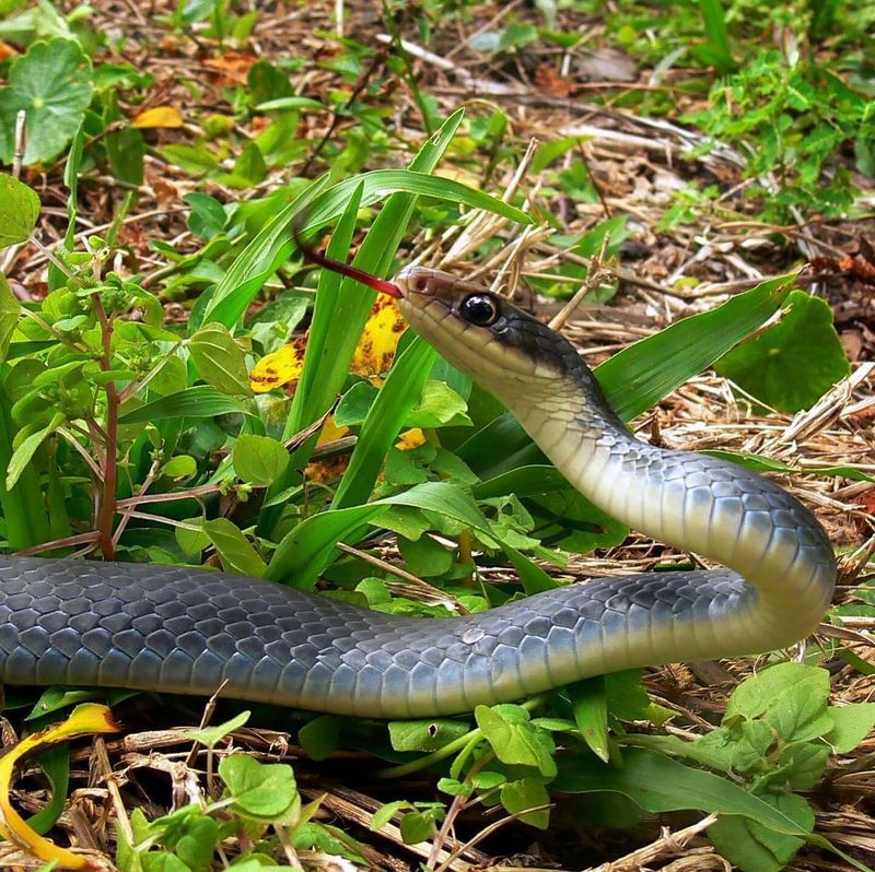 Black Racer