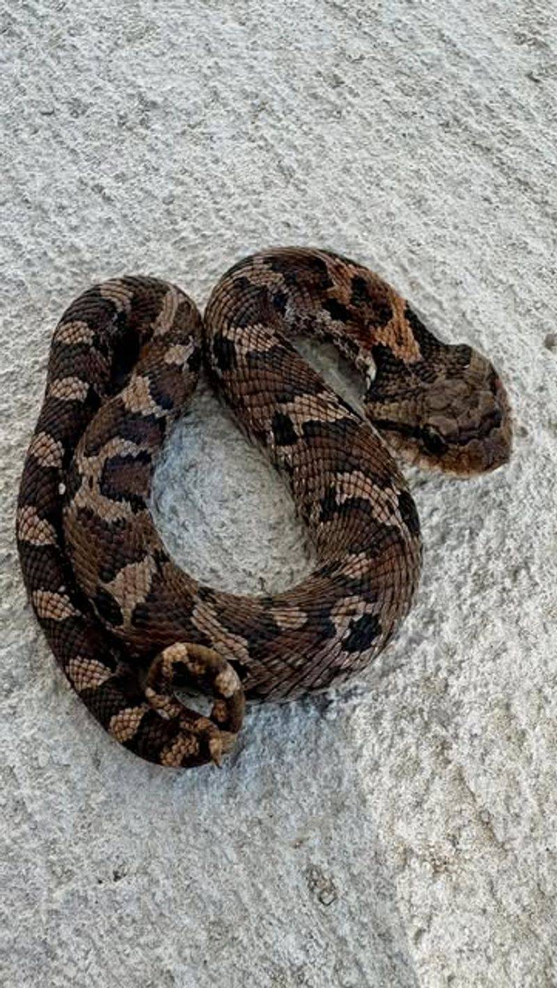 Hognose Snake: The Drama Queen