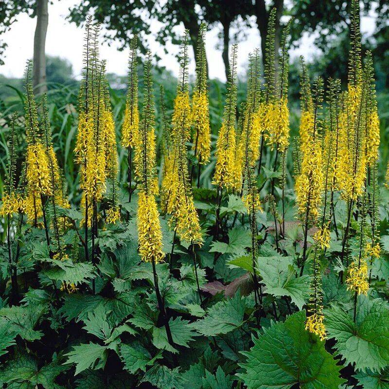 Ligularia (Leopard Plant)