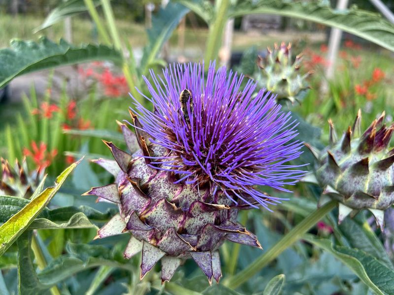 Cardoon (Cynara cardunculus)