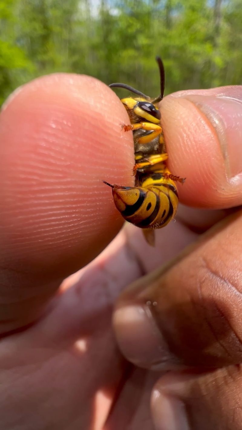 Yellow Jacket