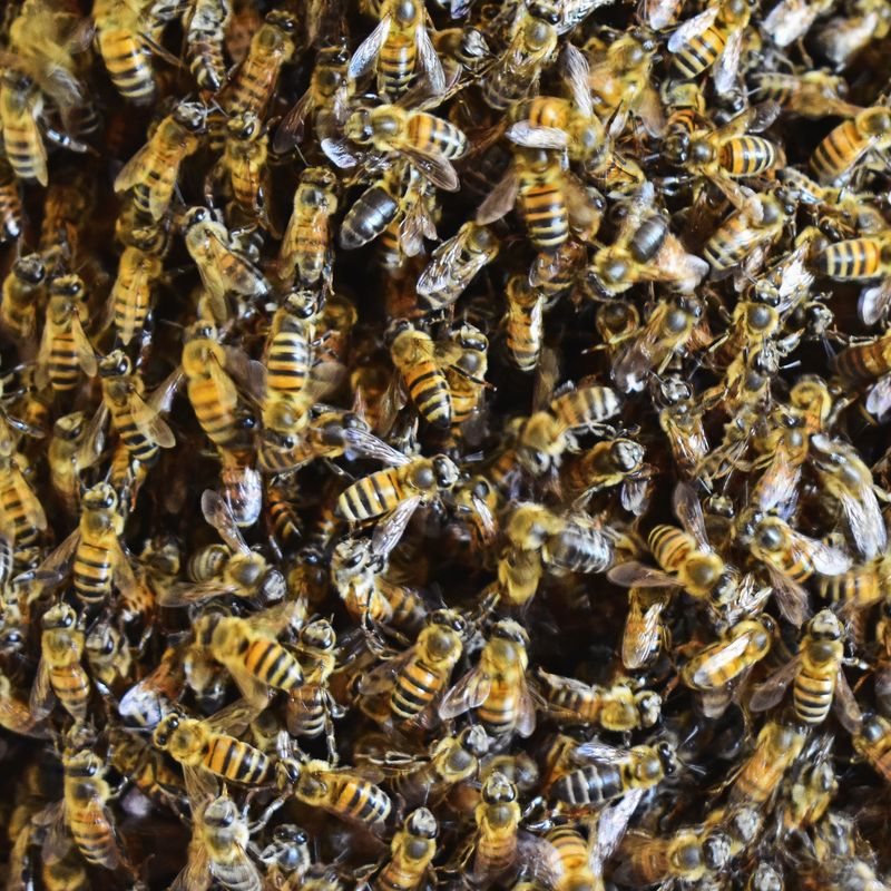 Africanized Honey Bees