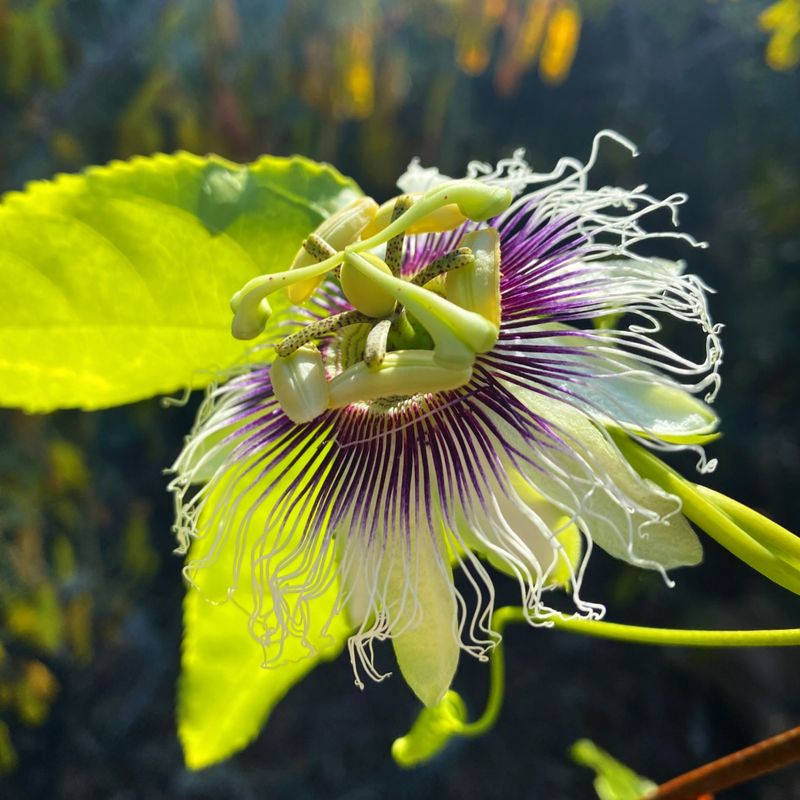 Passion Fruit