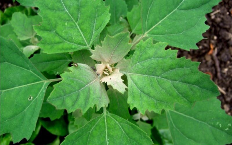 Lamb's Quarters Indicate Rich, Nitrogen-Heavy Soil