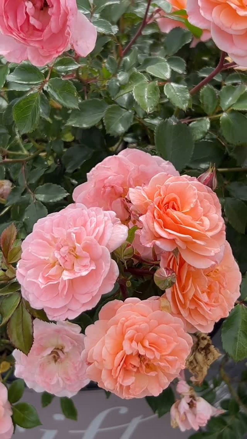 Drift Roses