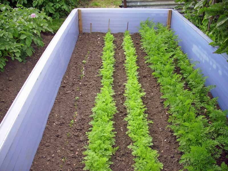 Extend Your Season With Succession Planting