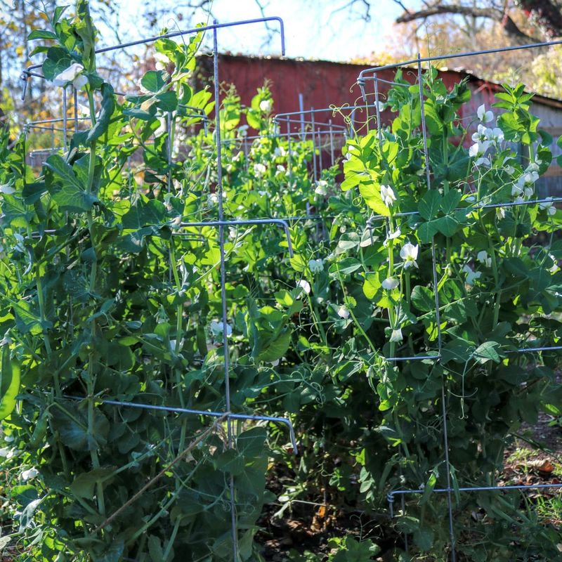 Peas