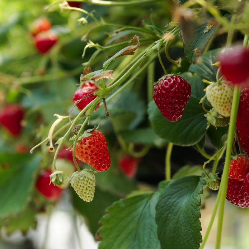 Climbing Strawberry