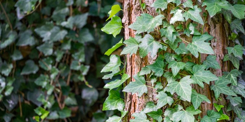 English Ivy: The Wall Climber