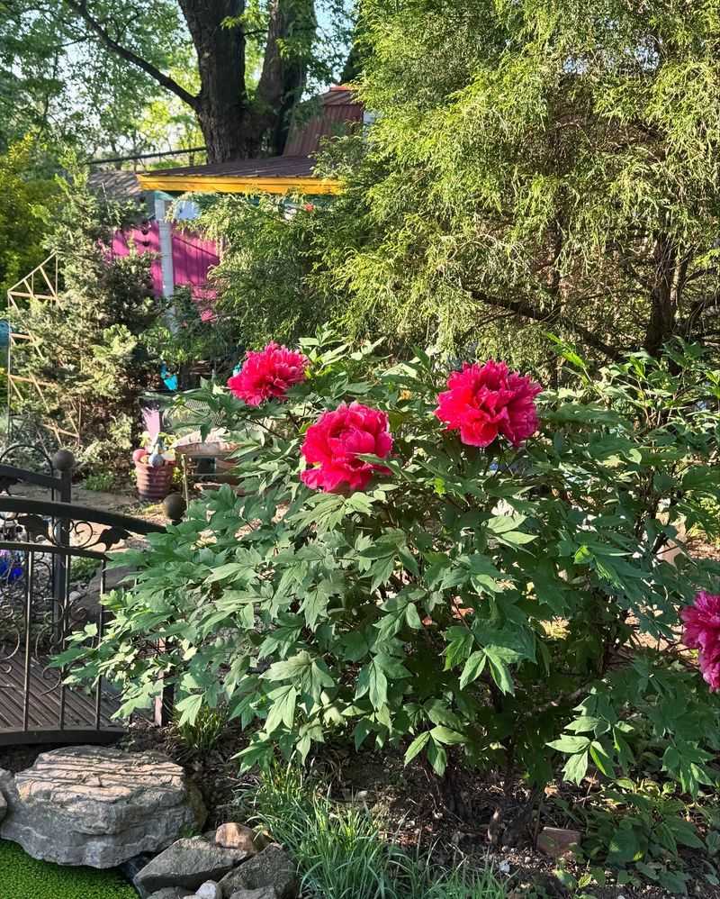 LEAVE ALONE: Peonies Need Their Foliage for Next Year's Blooms