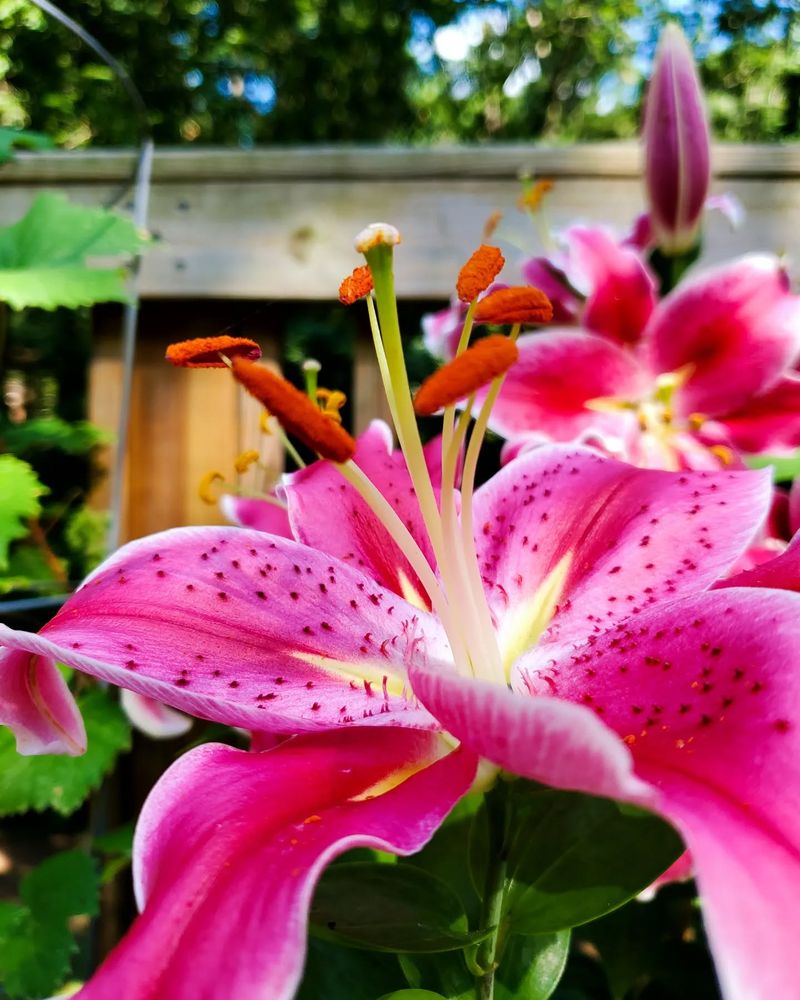 LEAVE ALONE: Oriental Lilies Store Energy Through Their Stems