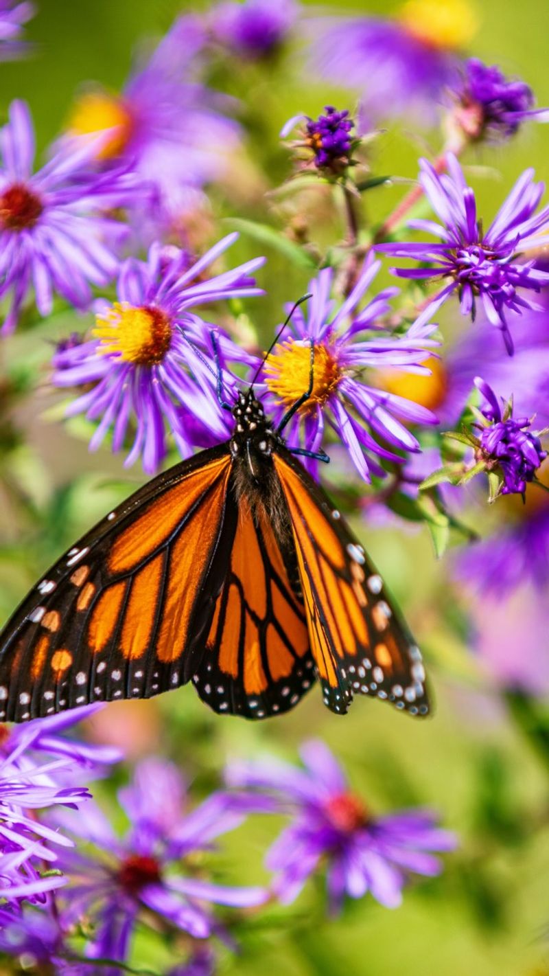 Butterflies: Beautiful Plant Pollinators