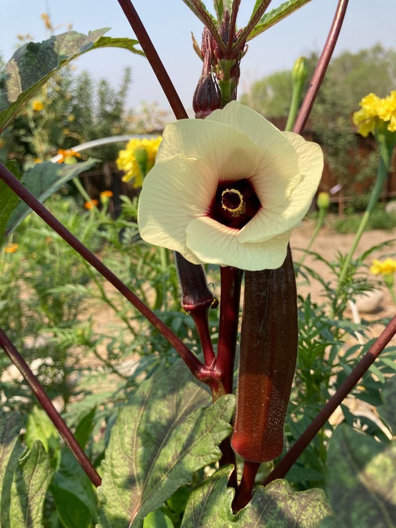 Red Okra