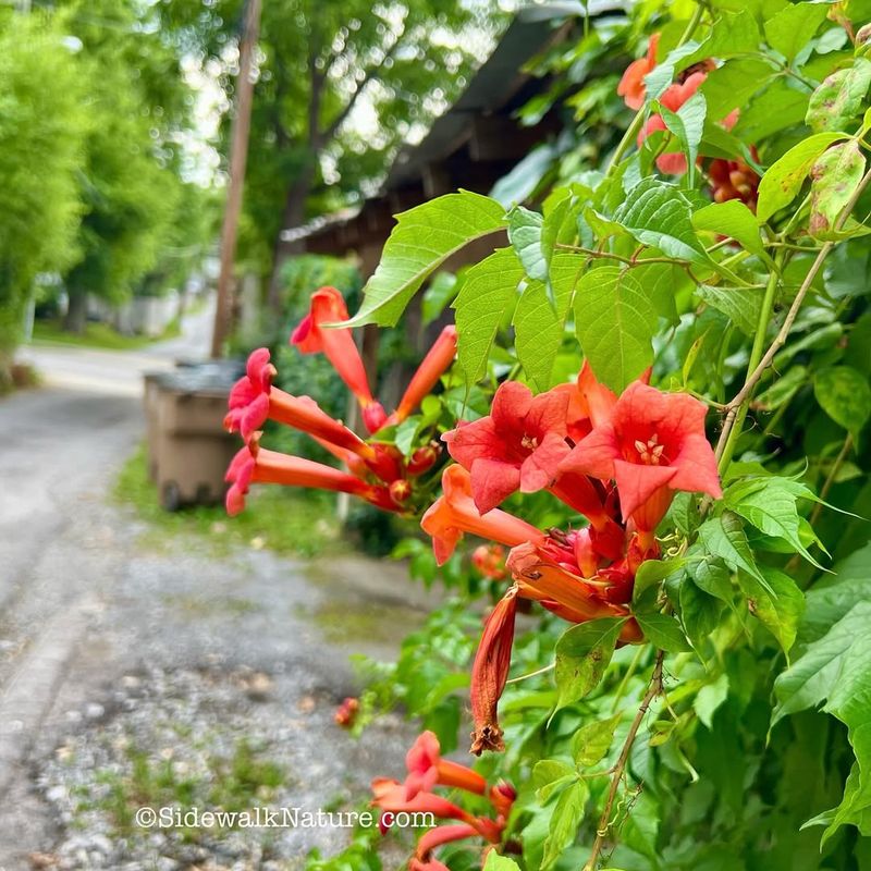 Plant Native Trumpet Flowers