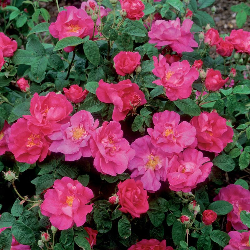 Apothecary Rose (Rosa gallica 'Officinalis')