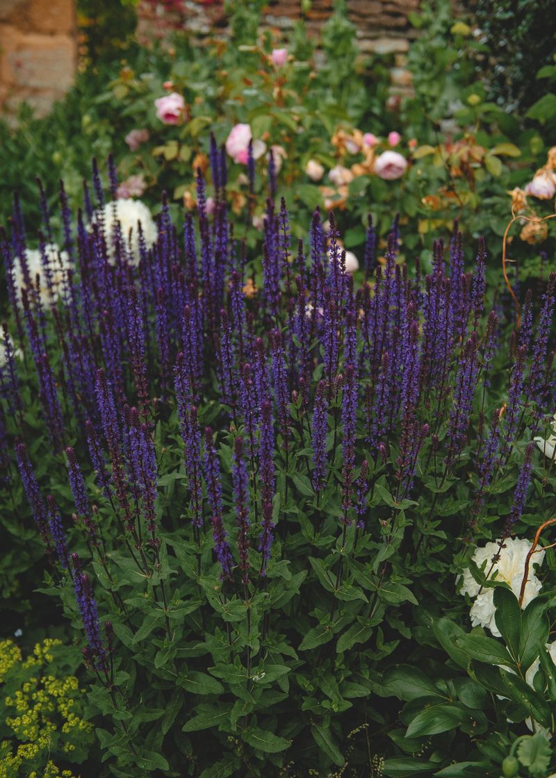 Salvia: Spiky Contrast