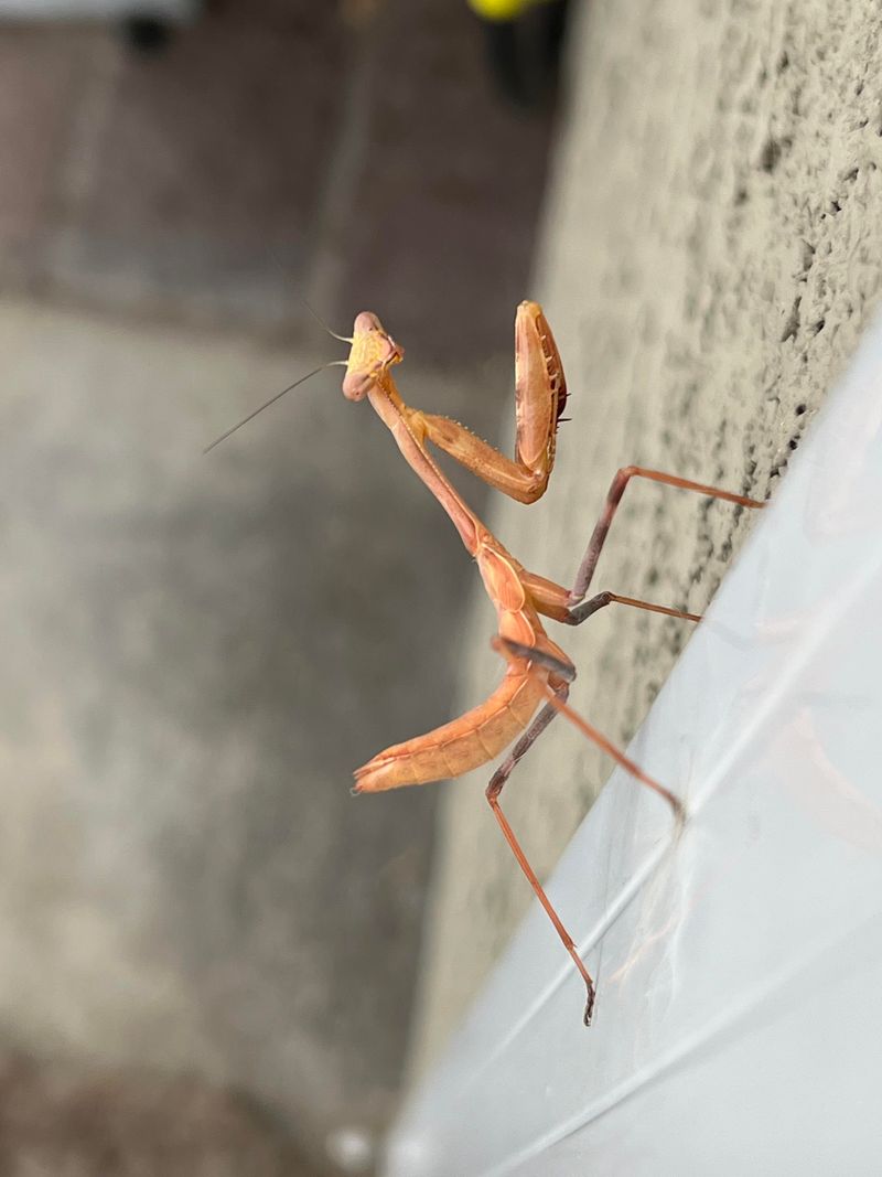 Praying Mantises: Patient Predators