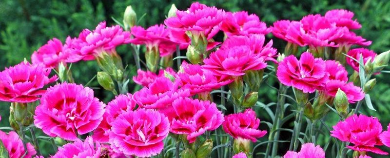 Dianthus: Spicy Scent