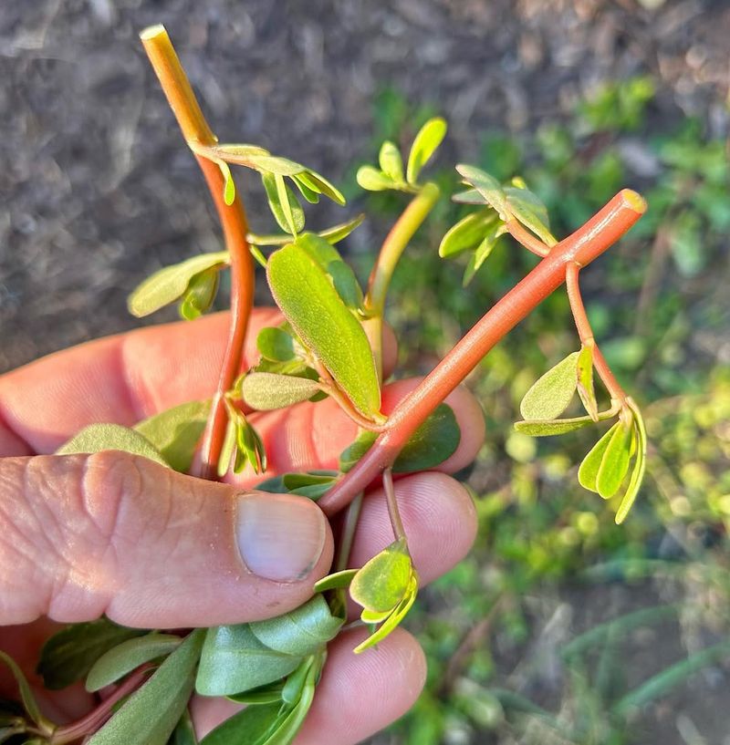 Purslane