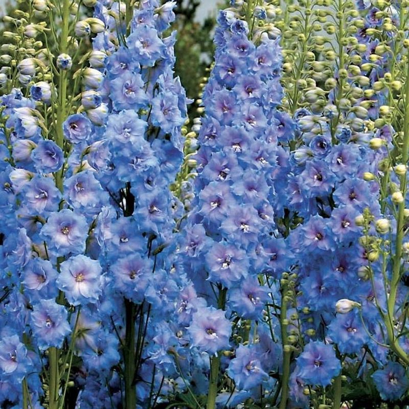 Delphinium
