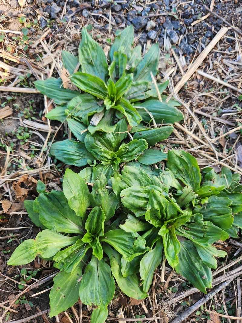 Plantain: Nature's First Aid Kit