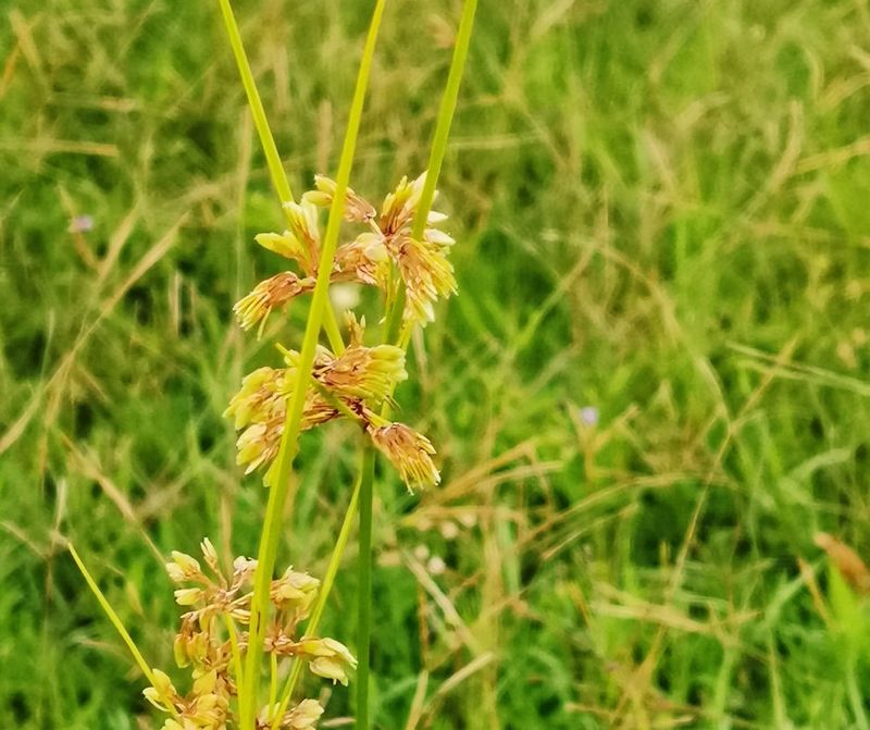 Nutsedge (Cyperus spp.)