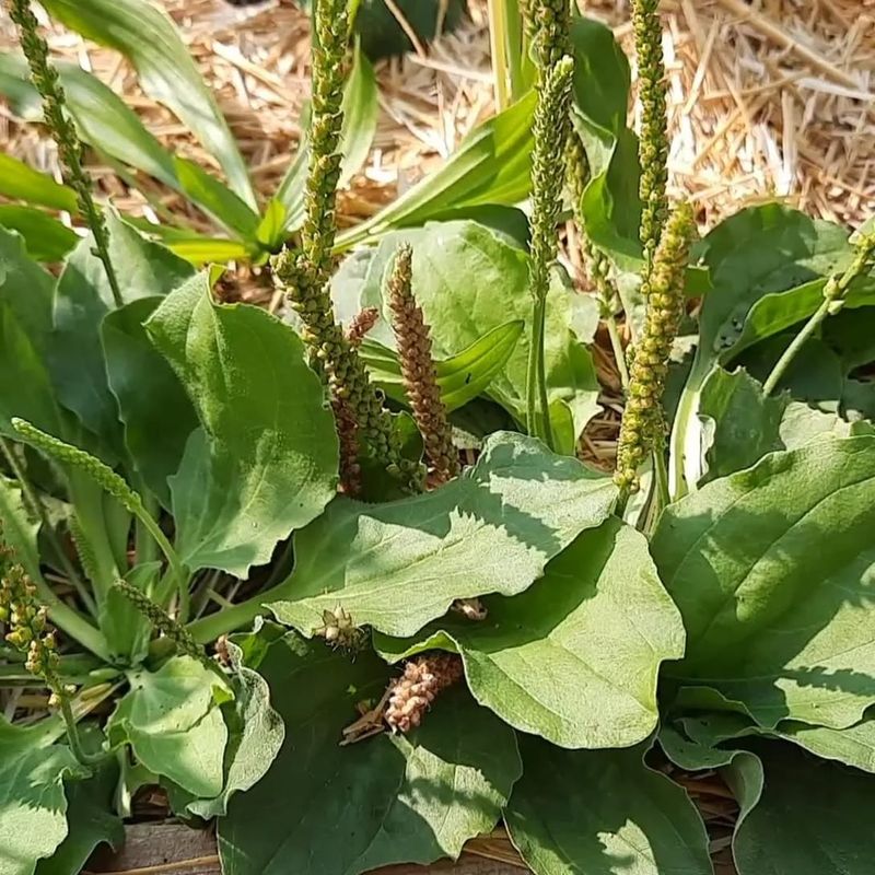 Plantain: Nature's First Aid Kit