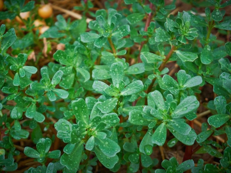 Purslane: The Succulent Surprise