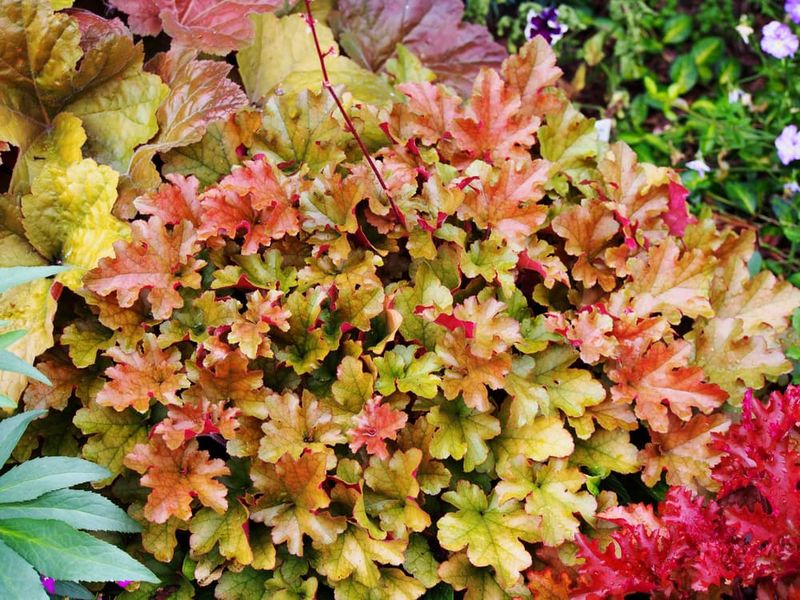 Coral Bells (Heuchera)