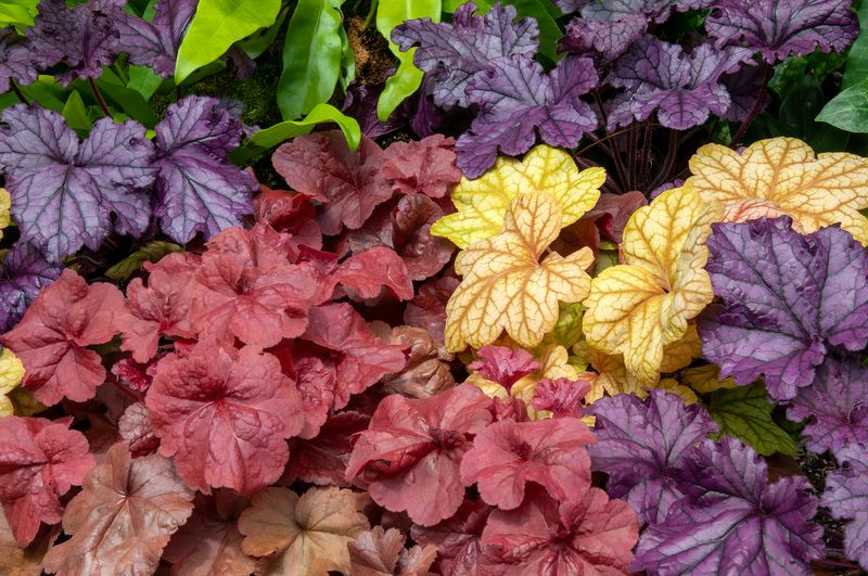 Coral Bells: The Colorful Safe Choice