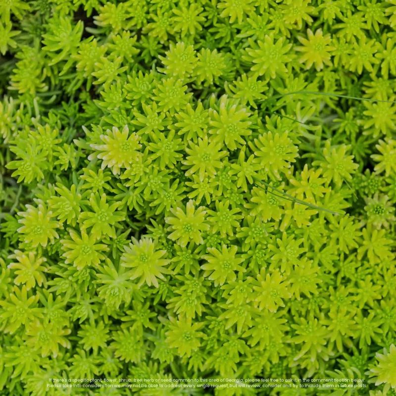 Sedum