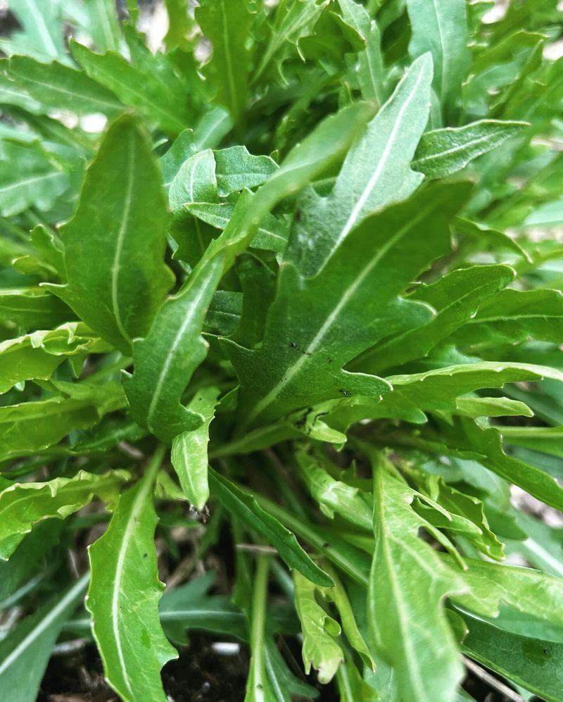 Arugula