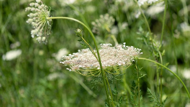 Queen Anne's Lace Shows Calcium Imbalance