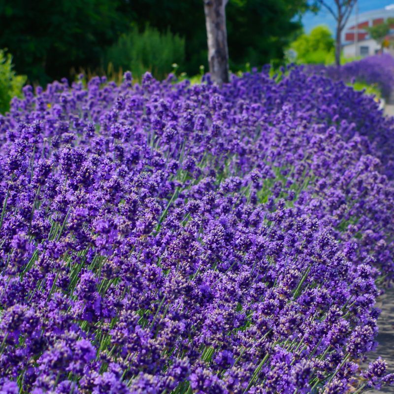 Lavender