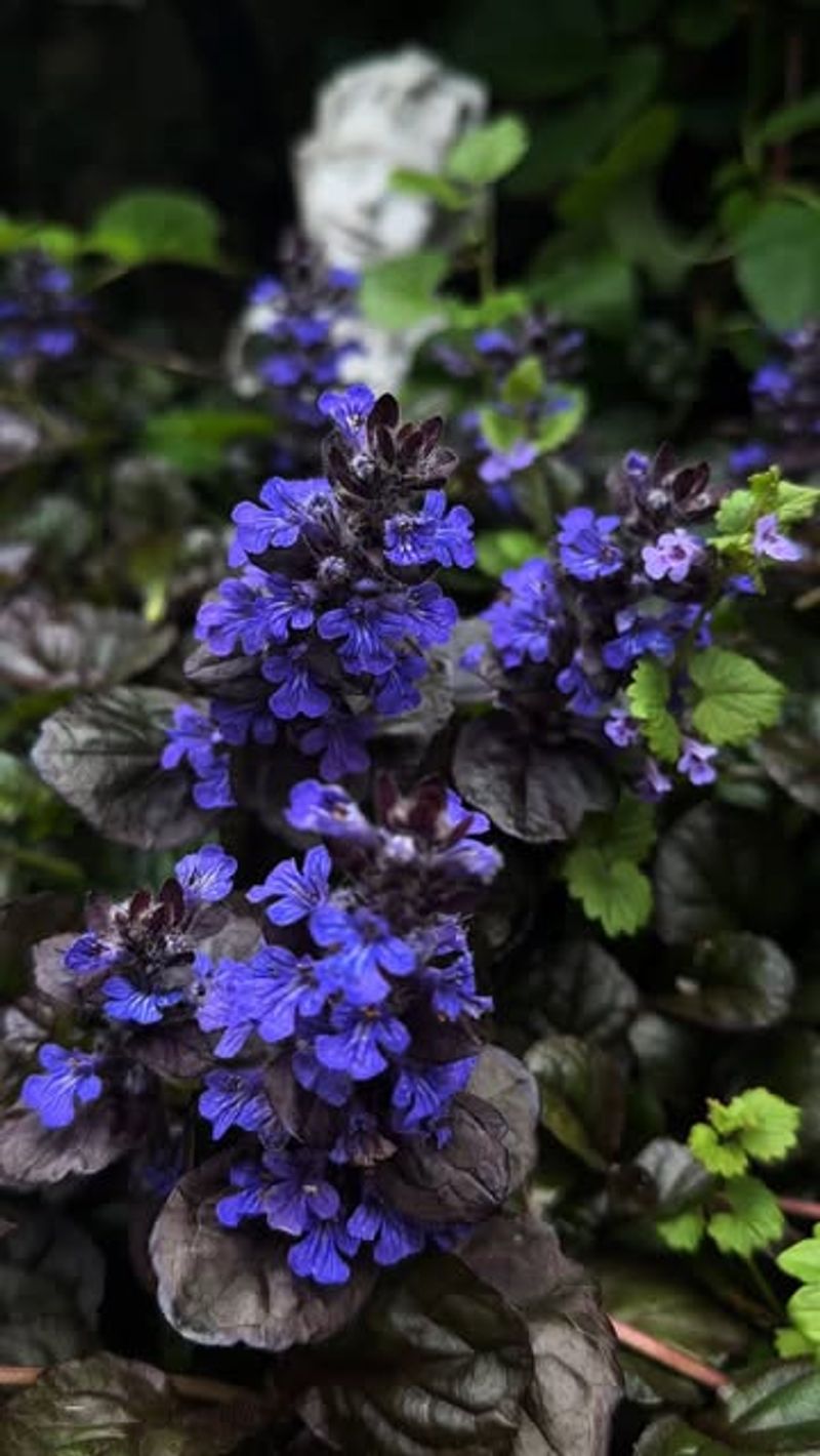 Ajuga (Bugleweed)