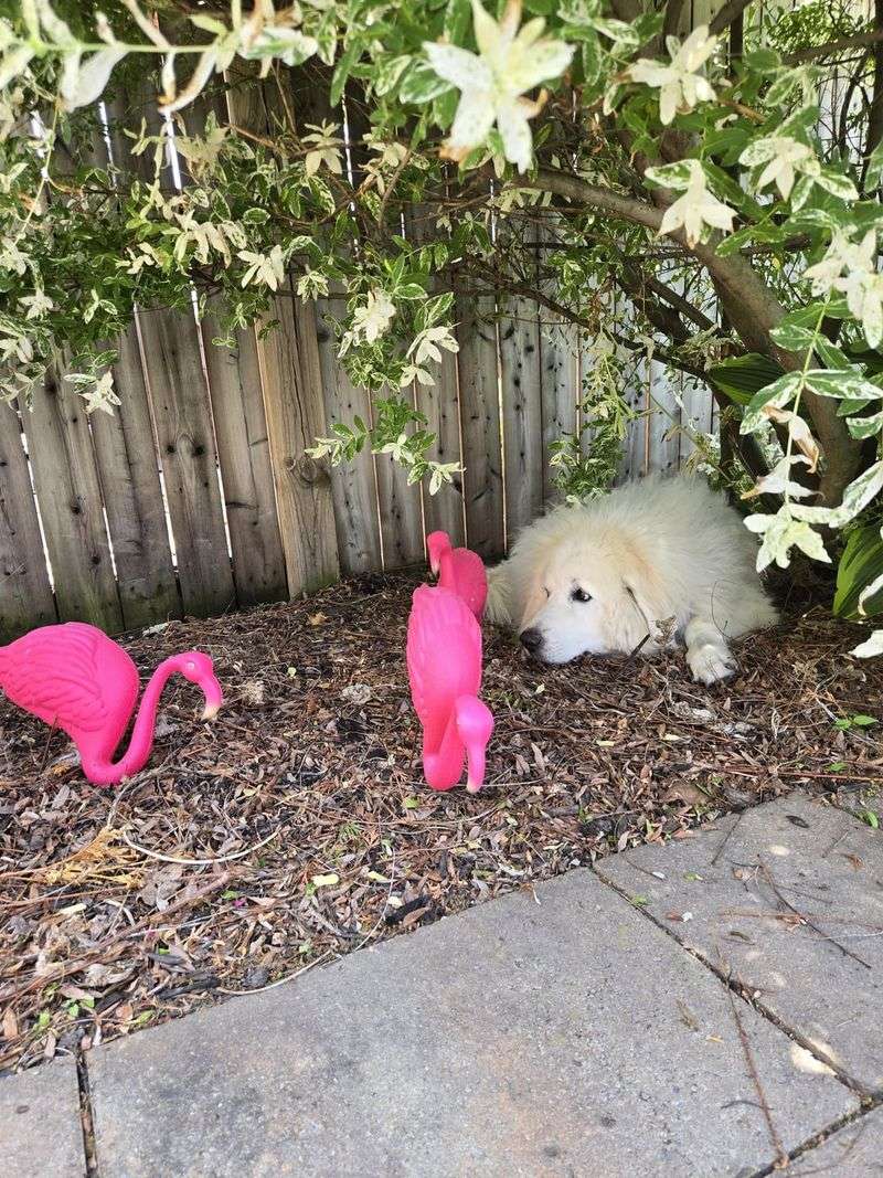 Plastic Flamingos and Gnome Armies