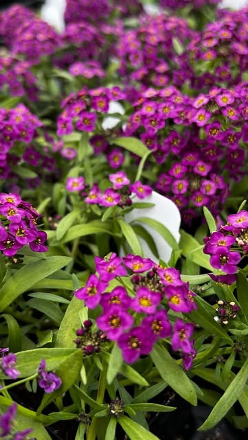 Sweet Alyssum
