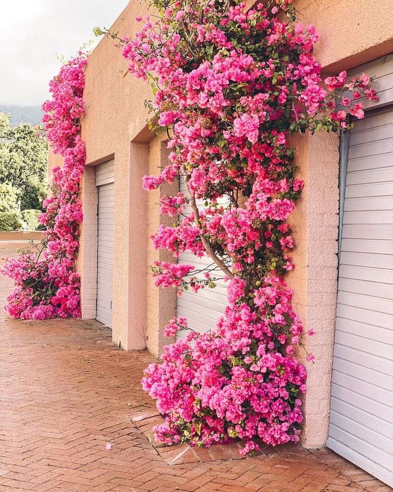Bougainvillea