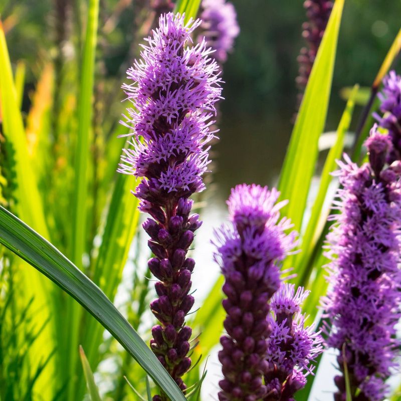 Blazing Star