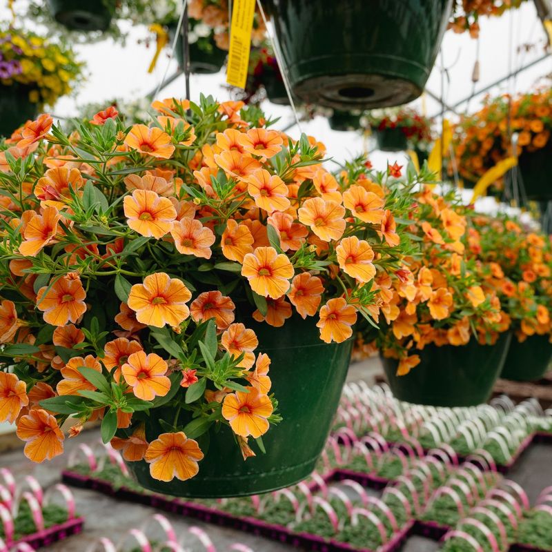 Calibrachoa