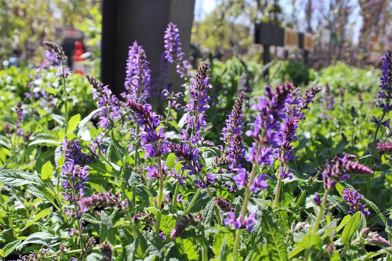 Salvia