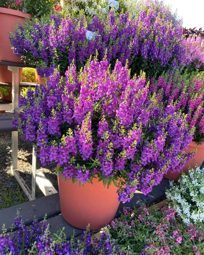 Angelonia and Calibrachoa