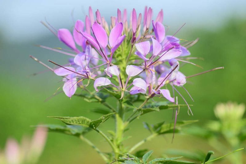 Cleome