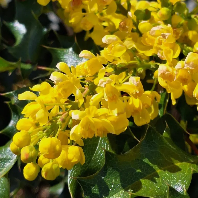 Oregon Grape