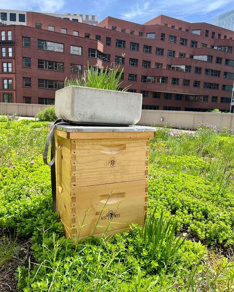 Raised Beehives
