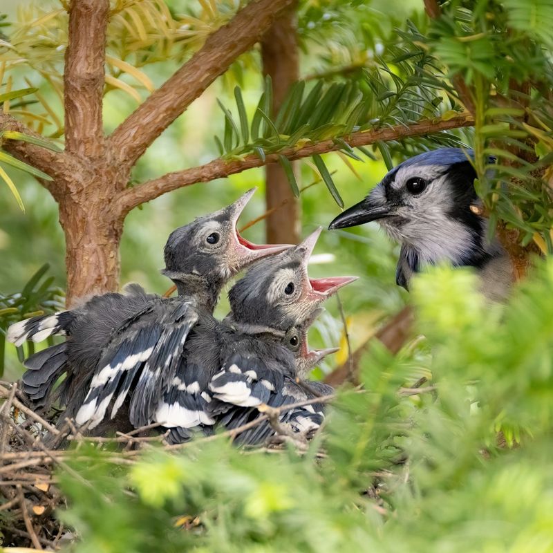 Blue Jays