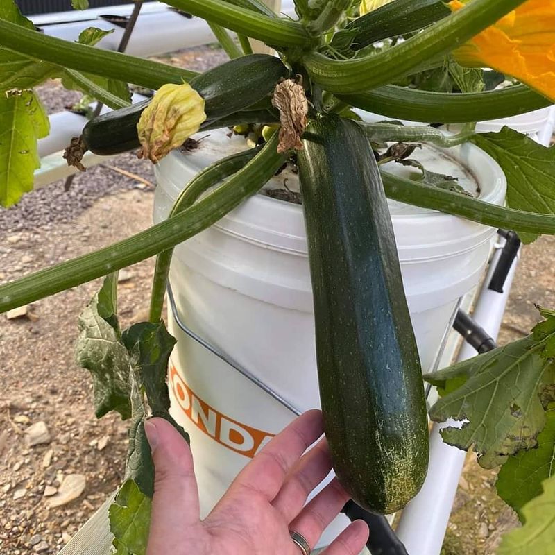 Hydroponics System